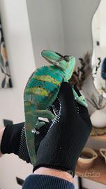 Camaleonte calyptratus
