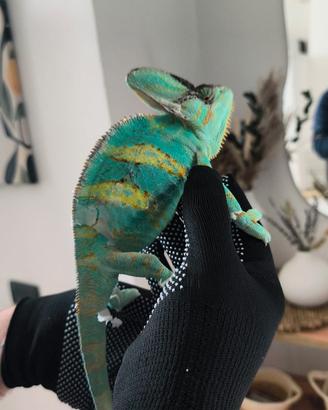 Camaleonte calyptratus