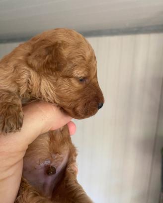 Cuccioli barboncini toy