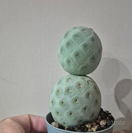 cactus piante grasse