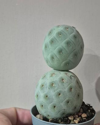 cactus piante grasse