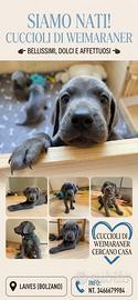 Cucciolo di weimaraner di 3 mesi