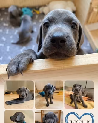 Cucciolo di weimaraner di 3 mesi
