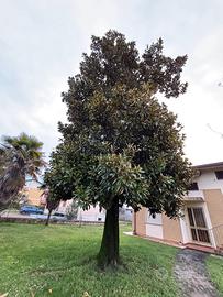 Albero Magnolia