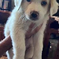 Tre maschietti disponibili