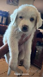 Tre maschietti disponibili