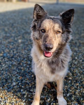 Pastore Oropa Biellese Femmina