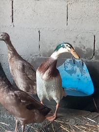 Maschio anatra Corritrice