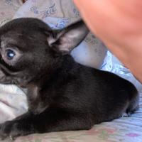 Cucciolo di chihuahua