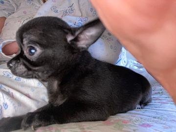 Cucciolo di chihuahua