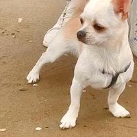 Chihuahua