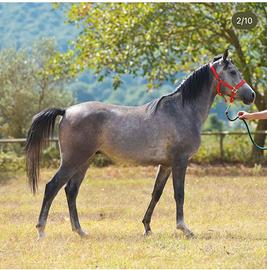 Cavallo arabo