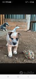 cuccioli australian cattle dog