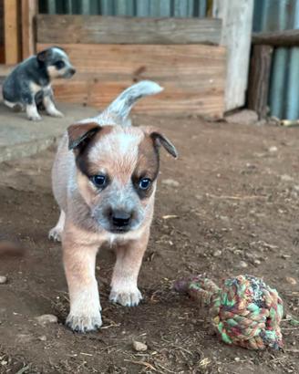 cuccioli australian cattle dog