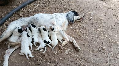 Setter inglesi