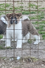 Cuccioli Akita americano