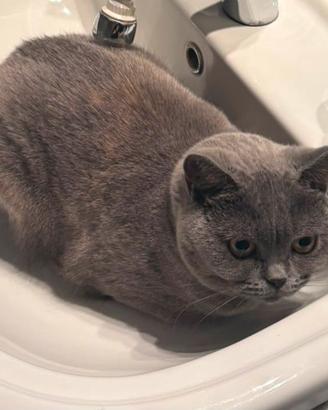 gattina britisc 18 mesi 
