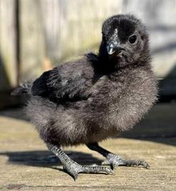 Cemani