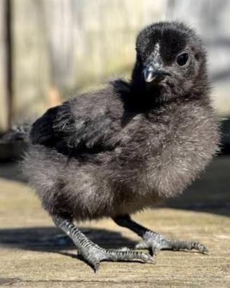 Cemani