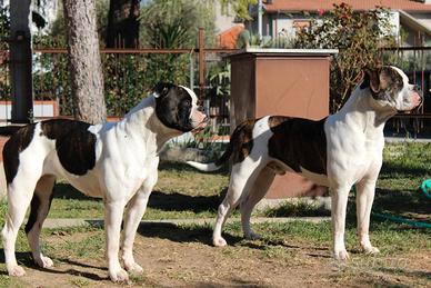 Cuccioli American Bulldog
