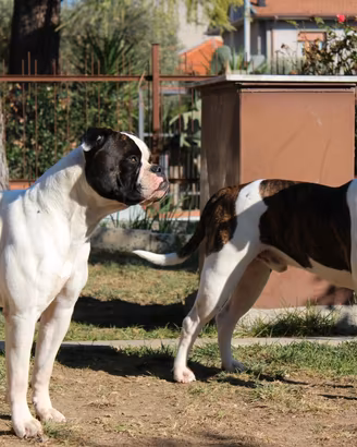 Cuccioli American Bulldog