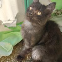 Cuccioli di gatto siberiano ipoallergenici