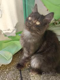 Cuccioli di gatto siberiano ipoallergenici