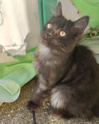 Cuccioli di gatto siberiano ipoallergenici