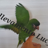 Pappagalli allevati a mano