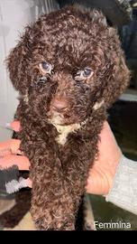 disponibili cuccioli di lagotto con pedigree 
