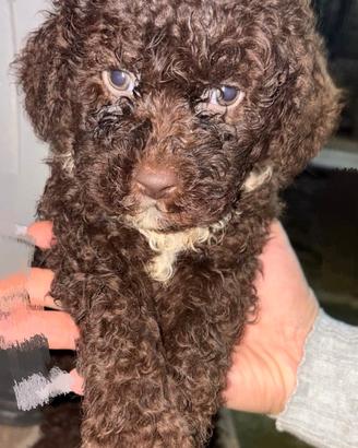disponibili cuccioli di lagotto con pedigree 