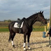 Cavallo da dressage