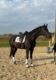 Cavallo da dressage