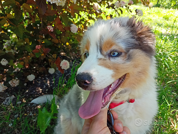 Cuccioli di pastore australiano con pedigree