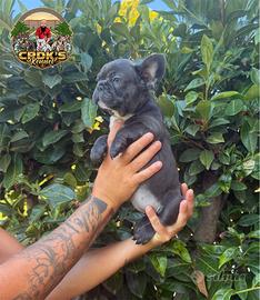 Cucciola di bulldog francese blu