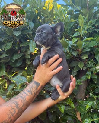 Cucciola di bulldog francese blu
