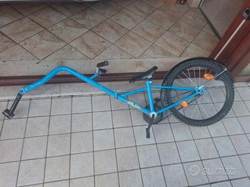 camellino