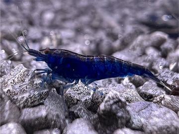 Neocaridine Blu Dream