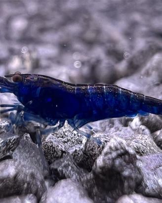 Neocaridine Blu Dream