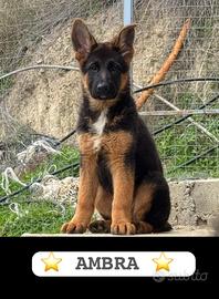 Disponibili cuccioli di pastore tedesco