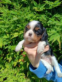 Cavalier king pedigree