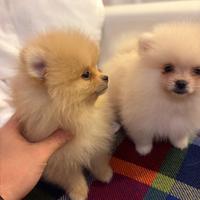 Rimborso spese Spitz di Pomerania nano