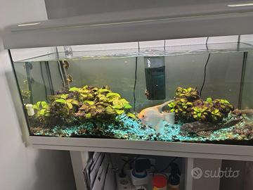 acquario completo  bianco