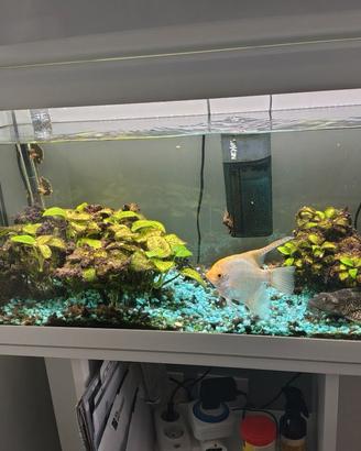 acquario completo  bianco