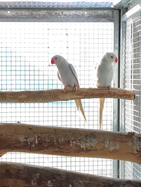 Parrocchetto Pallid Viola e Pallid blu