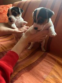 Maschi jack russell