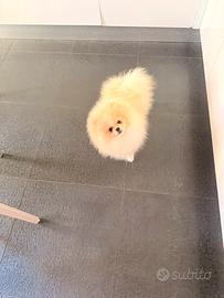 Spitz tedesco di Pomerania