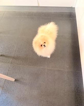 Spitz tedesco di Pomerania