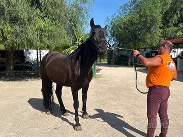 Cavallo murgese