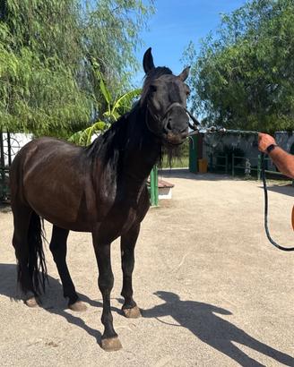 Cavallo murgese